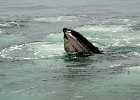 CapeCodb (12)  Mouth of Cape Cod whale